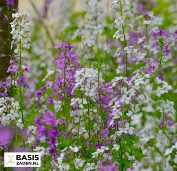 Damastbloem gemengd Hesperis matronalis | Basiszaden.nl
