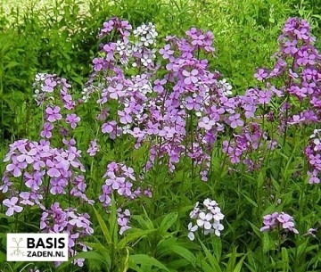 Damastbloem violet Hesperis matronalis | Basiszaden.nl
