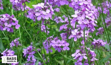 Damastbloem violet Hesperis matronalis | Basiszaden.nl