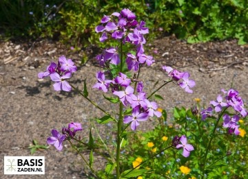 Damastbloem violet Hesperis matronalis | Basiszaden.nl