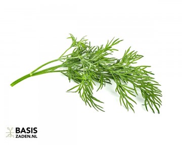 Dille Anethum graveolens | Basiszaden.nl