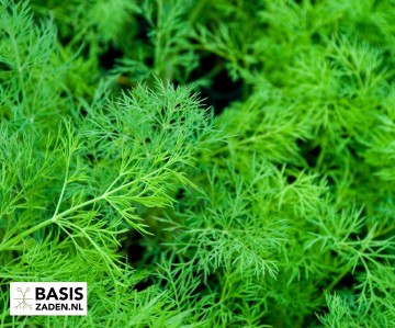Dille Anethum graveolens | Basiszaden.nl