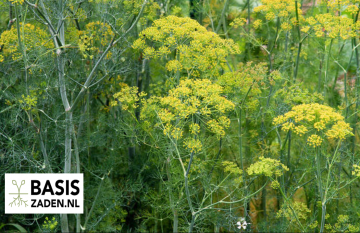 Dille Anethum graveolens | Basiszaden.nl