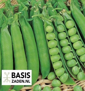 Doperwten Marktveroveraar Pisum sativum | Basiszaden.nl