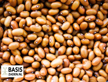 Droogbonen Noordhollandse Bruine Phaseolus vulgaris | Basiszaden.nl