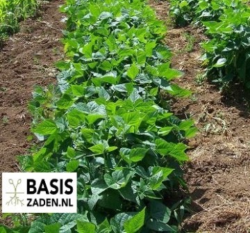 Droogbonen Witte Krombek Phaseolus vulgaris | Basiszaden.nl