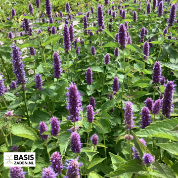 Dropplant Agastache mexicana | Basiszaden.nl