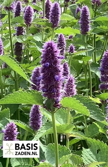 Dropplant Agastache mexicana | Basiszaden.nl