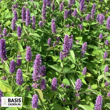 Dropplant Agastache mexicana | Basiszaden.nl
