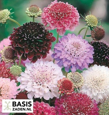 Duifkruid kleurenmix Scabiosa atropurpurea | Basiszaden.nl