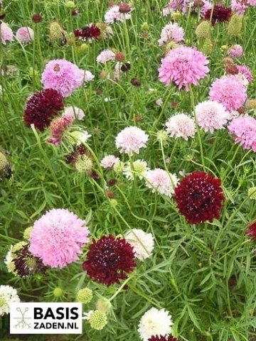 Duifkruid kleurenmix Scabiosa atropurpurea | Basiszaden.nl