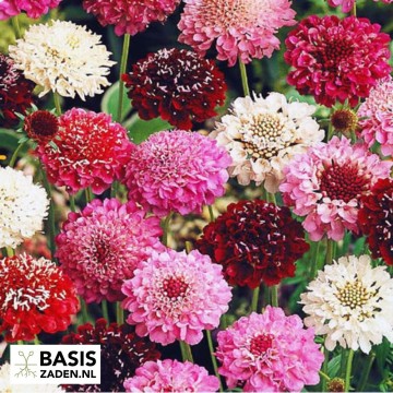 Duifkruid kleurenmix Scabiosa atropurpurea | Basiszaden.nl