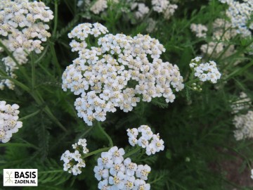 Duizendblad mix Achillea millefolium | Basiszaden.nl