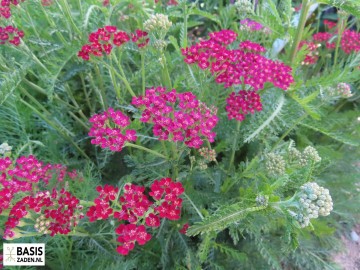 Duizendblad mix Achillea millefolium | Basiszaden.nl