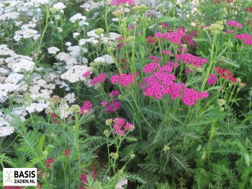 Duizendblad mix Achillea millefolium | Basiszaden.nl
