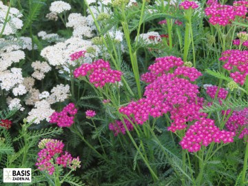 Duizendblad mix Achillea millefolium | Basiszaden.nl