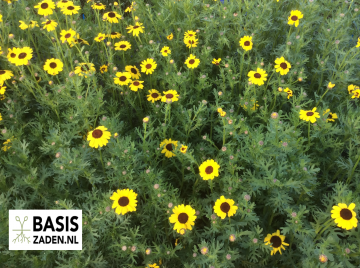 Ganzenbloem Eldorado Chrysanthemum segetum | Basiszaden.nl