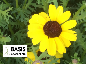 Plukbloemen-pakket | Basiszaden.nl