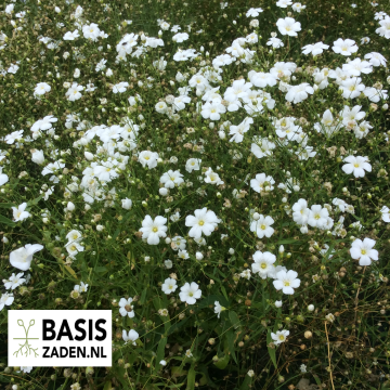 Droogbloemen pakket | Basiszaden.nl