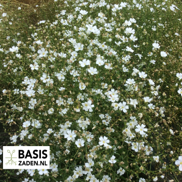 Gipskruid Covent Garden Gypsophila | Basiszaden.nl