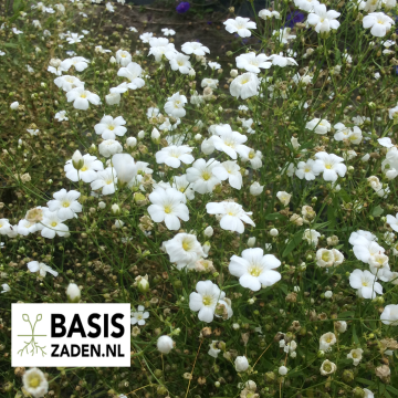 Gipskruid Covent Garden Gypsophila | Basiszaden.nl