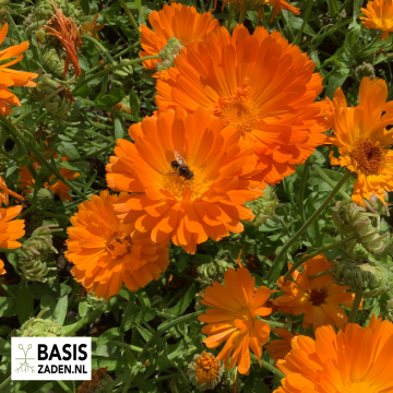 Plukbloemen-pakket | Basiszaden.nl