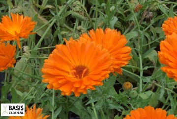 Goudsbloem Double Ball's Orange Calendula officinalis | Basiszaden.nl
