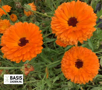 Goudsbloem Double Ball's Orange Calendula officinalis | Basiszaden.nl