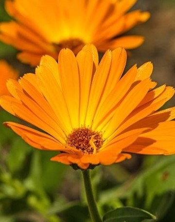 Mengsel eetbare bloemen | Basiszaden.nl