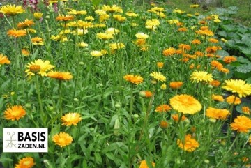 Goudsbloem Pacific Beauty mix Calendula officinalis | Basiszaden.nl