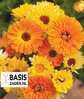Goudsbloem Pacific Beauty mix Calendula officinalis | Basiszaden.nl