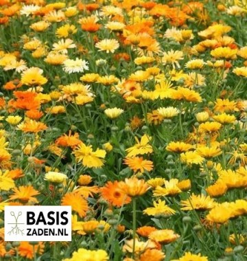 Goudsbloem Pacific Beauty mix Calendula officinalis | Basiszaden.nl