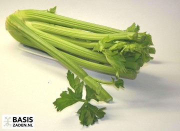 Groenselderij Tall Utah 52/70 Apium graveolens | Basiszaden.nl