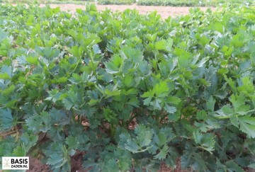 Groenselderij Tall Utah 52/70 Apium graveolens | Basiszaden.nl