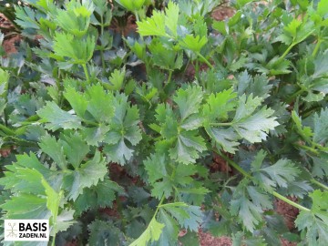 Groenselderij Tall Utah 52/70 Apium graveolens | Basiszaden.nl