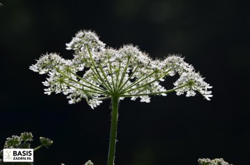 Groot Akkerscherm Ammi majus | Basiszaden.nl