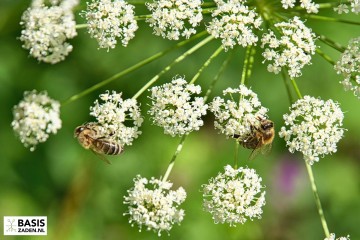 Groot Akkerscherm Ammi majus | Basiszaden.nl