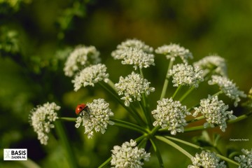 Groot Akkerscherm Ammi majus | Basiszaden.nl