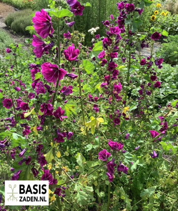 Groot Kaasjeskruid Malva sylvestris | Basiszaden.nl