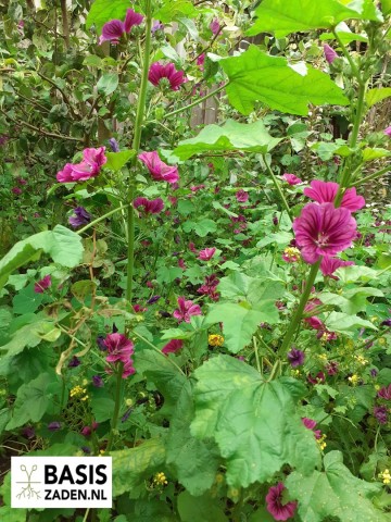 Groot Kaasjeskruid Malva sylvestris | Basiszaden.nl