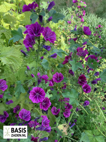 Groot Kaasjeskruid Malva sylvestris | Basiszaden.nl