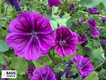 Groot Kaasjeskruid Malva sylvestris | Basiszaden.nl