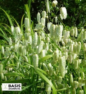 Groot Trilgras Briza maxima | Basiszaden.nl