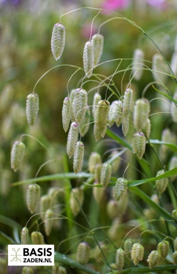 Groot Trilgras Briza maxima | Basiszaden.nl