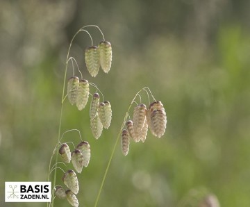 Groot Trilgras Briza maxima | Basiszaden.nl