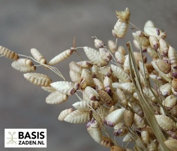 Groot Trilgras Briza maxima | Basiszaden.nl