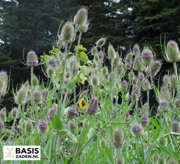 Grote Kaardebol Fuller's Teasel Lavender purple Dipsacus fullonum | Basiszaden.nl