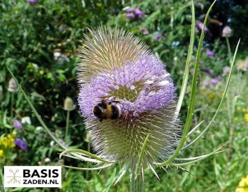 Droogbloemen pakket | Basiszaden.nl
