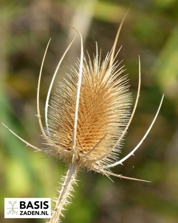 Grote Kaardebol Fuller's Teasel Lavender purple Dipsacus fullonum | Basiszaden.nl