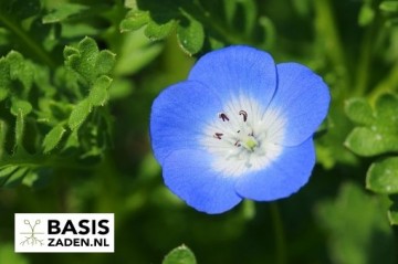 Haagbloem Bosliefje Sky Blue Nemophila insignis Menziesii | Basiszaden.nl